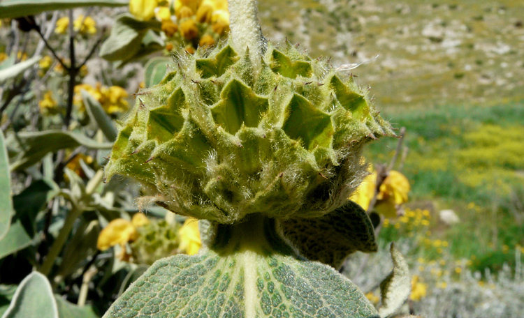 Phlomis fruticosa / Salvione giallo